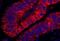 Rho Guanine Nucleotide Exchange Factor 5 antibody, NBP1-23000, Novus Biologicals, Immunofluorescence image 