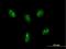DEAD-Box Helicase 24 antibody, H00057062-B01P, Novus Biologicals, Immunofluorescence image 