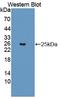 CD244 Molecule antibody, LS-C374208, Lifespan Biosciences, Western Blot image 
