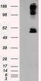 Lipase G, Endothelial Type antibody, LS-C115048, Lifespan Biosciences, Western Blot image 