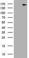 Protocadherin 7 antibody, LS-C787618, Lifespan Biosciences, Western Blot image 