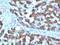 Carbamoyl-Phosphate Synthase 1 antibody, NBP2-48116, Novus Biologicals, Immunohistochemistry paraffin image 