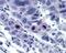 Centromere Protein U antibody, 49-581, ProSci, Immunohistochemistry frozen image 