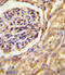 G Protein Subunit Alpha Transducin 2 antibody, 55-607, ProSci, Immunohistochemistry frozen image 