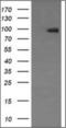 Neural Cell Adhesion Molecule 1 antibody, orb314883, Biorbyt, Western Blot image 