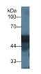 VDBP antibody, LS-C300320, Lifespan Biosciences, Western Blot image 