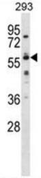 Negative Elongation Factor Complex Member B antibody, AP51000PU-N, Origene, Western Blot image 