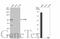 Transferrin Receptor 2 antibody, GTX110441, GeneTex, Western Blot image 