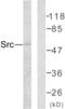 SRC-1 antibody, LS-C118247, Lifespan Biosciences, Western Blot image 
