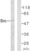 SRC Proto-Oncogene, Non-Receptor Tyrosine Kinase antibody, LS-C118247, Lifespan Biosciences, Western Blot image 