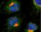 Trans-Golgi network integral membrane protein TGN38 antibody, ALX-804-095-R100, Enzo Life Sciences, Immunocytochemistry image 