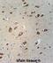 WD Repeat Containing Planar Cell Polarity Effector antibody, abx025908, Abbexa, Immunohistochemistry frozen image 