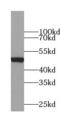 Protein NDRG3 antibody, FNab09845, FineTest, Western Blot image 