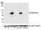 TNF Receptor Superfamily Member 4 antibody, NBP2-76421, Novus Biologicals, Western Blot image 
