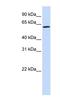 Ecto-NOX Disulfide-Thiol Exchanger 1 antibody, NBP1-57364, Novus Biologicals, Western Blot image 