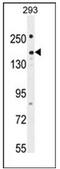 Pleckstrin Homology And RhoGEF Domain Containing G1 antibody, AP53316PU-N, Origene, Western Blot image 