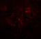 Mitogen-Activated Protein Kinase Kinase 1 antibody, 8207, ProSci, Immunofluorescence image 