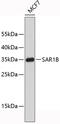 Secretion Associated Ras Related GTPase 1B antibody, 19-449, ProSci, Western Blot image 