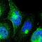 AT-Rich Interaction Domain 3A antibody, HPA004793, Atlas Antibodies, Immunofluorescence image 