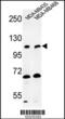 Exostosin Like Glycosyltransferase 3 antibody, 63-760, ProSci, Western Blot image 