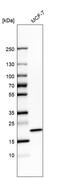 RNA Binding Motif Protein 8A antibody, HPA018403, Atlas Antibodies, Western Blot image 