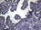 Forkhead Box Q1 antibody, LS-C791493, Lifespan Biosciences, Immunohistochemistry paraffin image 