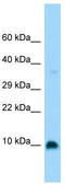 G Protein Subunit Gamma 4 antibody, TA332094, Origene, Western Blot image 