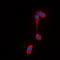 GPR43 antibody, LS-C358987, Lifespan Biosciences, Immunofluorescence image 