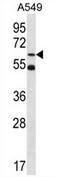 Zinc Finger Protein 248 antibody, AP54679PU-N, Origene, Western Blot image 