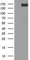 DCC Netrin 1 Receptor antibody, M00560, Boster Biological Technology, Western Blot image 