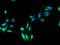 Alcohol Dehydrogenase 5 (Class III), Chi Polypeptide antibody, LS-C498303, Lifespan Biosciences, Immunofluorescence image 