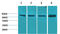Phosphoinositide-3-Kinase Regulatory Subunit 1 antibody, STJ97425, St John