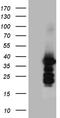 Zinc Finger CCHC-Type Containing 17 antibody, TA809552S, Origene, Western Blot image 