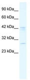 Bromodomain Containing 9 antibody, TA337992, Origene, Western Blot image 