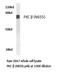 Protein Kinase C Beta antibody, LS-B10923, Lifespan Biosciences, Western Blot image 