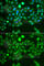 VPS37A Subunit Of ESCRT-I antibody, A7853, ABclonal Technology, Immunofluorescence image 
