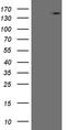 Ubiquitin Specific Peptidase 40 antibody, LS-C798737, Lifespan Biosciences, Western Blot image 