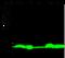 Thioredoxin antibody, GTX02103, GeneTex, Western Blot image 