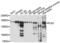 Phospholipase B1 antibody, PA5-76532, Invitrogen Antibodies, Western Blot image 