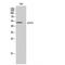 Acyl-CoA Thioesterase 2 antibody, LS-C381874, Lifespan Biosciences, Western Blot image 