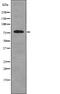 Ribosomal Protein S6 Kinase A3 antibody, PA5-64852, Invitrogen Antibodies, Western Blot image 