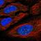 YY2 Transcription Factor antibody, PA5-65061, Invitrogen Antibodies, Immunofluorescence image 