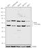 Interleukin 1 Receptor Associated Kinase 4 antibody, 720328, Invitrogen Antibodies, Western Blot image 