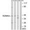 Ribosomal Modification Protein RimK Like Family Member A antibody, A11921, Boster Biological Technology, Western Blot image 