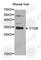 Complement C1q subcomponent subunit B antibody, A5339, ABclonal Technology, Western Blot image 