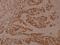 Eukaryotic Translation Elongation Factor 2 antibody, A00830T56-1, Boster Biological Technology, Immunohistochemistry frozen image 