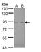 LIM Domain Kinase 2 antibody, LS-C186032, Lifespan Biosciences, Western Blot image 