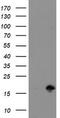 TSC22 Domain Family Member 1 antibody, TA505063S, Origene, Western Blot image 