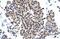 Zinc Finger Protein 318 antibody, PA5-40554, Invitrogen Antibodies, Immunohistochemistry frozen image 