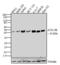 Autophagy Related 4B Cysteine Peptidase antibody, 710915, Invitrogen Antibodies, Western Blot image 